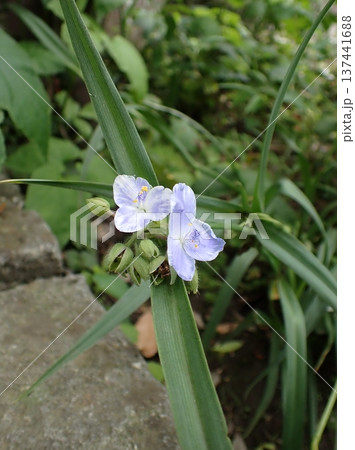 ムラサキツユクサ　白花　鎌倉 137441688
