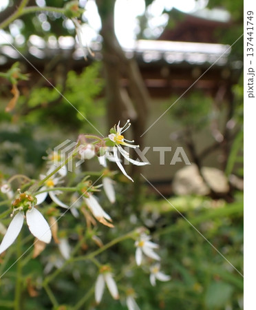 ダイモンジソウ　鎌倉 137441749