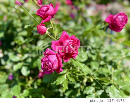 美しく咲いたマゼンタピンクの薔薇・背景のボケが主役を引き立てるフラワーイメージ 137441784