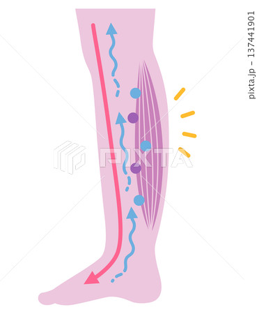 脚のむくみ　浮腫のしくみ 137441901