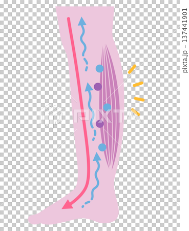 脚のむくみ　浮腫のしくみ 137441901