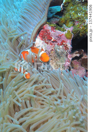 イソギンチャクの中で隠れるカクレクマノミ 137441906
