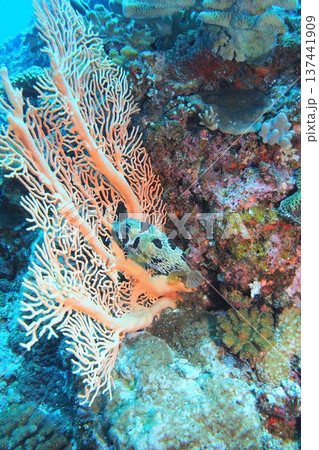 イソバナに潜むヒトヅラハリセンボン 水中写真 イソバナに潜むヒトヅラハリセンボン 水中写真 137441909