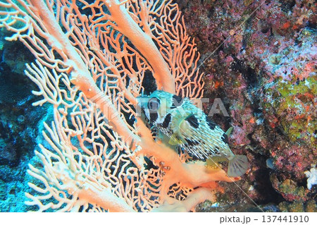 イソバナに潜むヒトヅラハリセンボン　水中写真 137441910