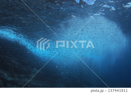 水面下の群れ、キビナゴ　水中写真 137441911