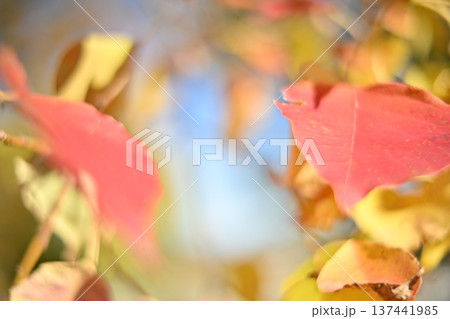 仲良く並ぶ二枚の葉っぱ 137441985