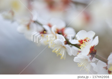 いつか見た梅林公園 いつか見た梅林公園 137442008