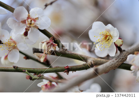 いつか見た梅林公園 137442011