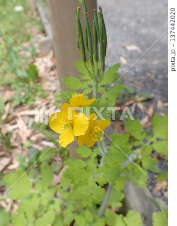 クサノオウ　鎌倉　 137442020