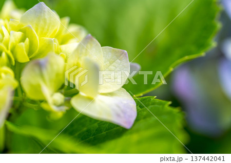 梅雨明けの紫陽花 梅雨明けの紫陽花 137442041