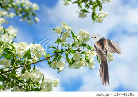 Little bird perching on branch of blooming jasmine. Long-tailed tit. Aegithalos caudatus. Springtime Little bird perching on branch of blooming jasmine. Long-tailed tit. Aegithalos caudatus. Springtime 137442198