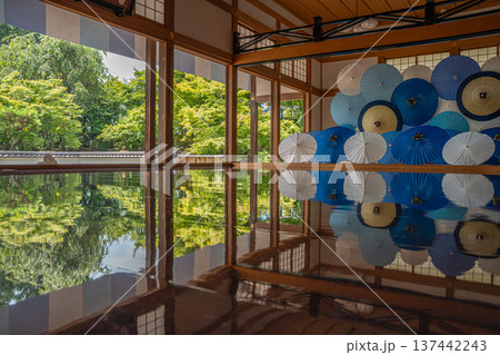 群馬県桐生市 宝徳寺の青もみじと和傘の床リフレクション 群馬県桐生市 宝徳寺の青もみじと和傘の床リフレクション 137442243