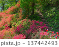 東秩父村　二本木峠　つつじ咲く季節 137442493