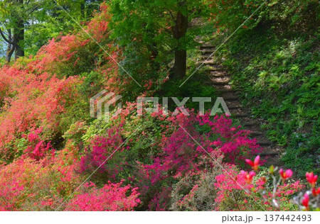 東秩父村　二本木峠　つつじ咲く季節 137442493