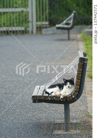 公園のベンチでくつろぐハチワレ猫 137442571
