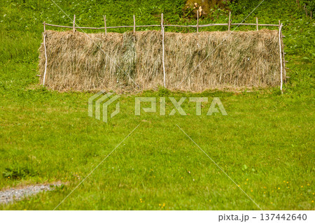 Drying grass hay straws on wooden fence Drying grass hay straws on wooden fence 137442640
