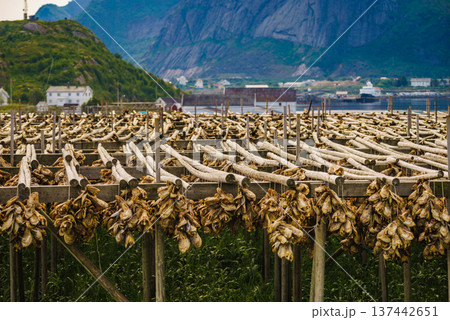 Cod stockfish drying on racks, Lofoten islands Norway Cod stockfish drying on racks, Lofoten islands Norway 137442651