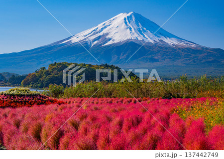（山梨県）河口湖大石公園　真っ赤に紅葉したコキアと富士山 137442749