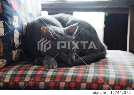 Cute gray cat sleeping and relaxation on the chair 137442879