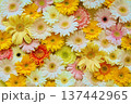 ガーベラを敷き詰めた背景素材 137442965