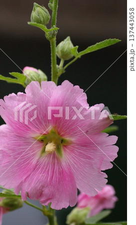 ミンクのタチアオイ待ち受け画面 6 ミンクのタチアオイ待ち受け画面 6 137443058