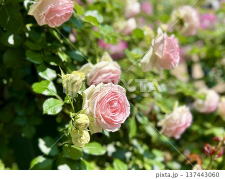 陽光に輝く淡いピンクのバラと可憐なつぼみ・初夏の庭園に咲くエレガントな薔薇の近影 陽光に輝く淡いピンクのバラと可憐なつぼみ・初夏の庭園に咲くエレガントな薔薇の近影 137443060