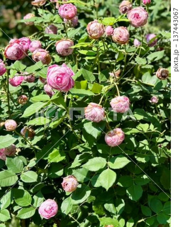 陽光を纏う優雅なラベンダーピンクのバラ・初夏の庭園に咲く瑞々しく上品な薔薇の近影 陽光を纏う優雅なラベンダーピンクのバラ・初夏の庭園に咲く瑞々しく上品な薔薇の近影 137443067