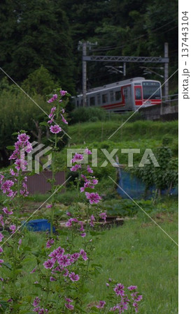 ゼニアオイをバックに電車待ち受け画面 137443104
