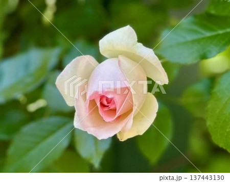 開花を待つ淡いピンクのバラのつぼみ・初夏の陽光に包まれた瑞々しく可憐な薔薇の近影 137443130