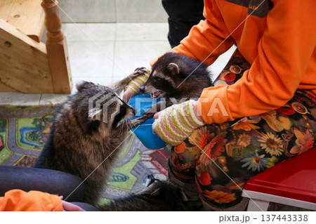 Raccoons drinking water from bowl near person 137443338