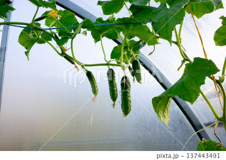 In the greenhouse, a green cucumber vine with small green cucumbers 137443491
