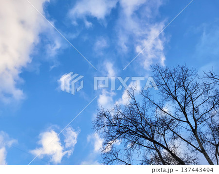 A blue sky with fluffy white clouds and a tree with bare branches A blue sky with fluffy white clouds and a tree with bare branches 137443494