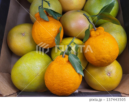 The store's counter features Dekopon mandarins Reticulata dekopon , a hybrid obtained by crossing the Ponkan mandarin with the Kiemi targor. The concept of the harvest. The store's counter features Dekopon mandarins Reticulata dekopon , a hybrid obtained by crossing the Ponkan mandarin with the Kiemi targor. The concept of the harvest. 137443505