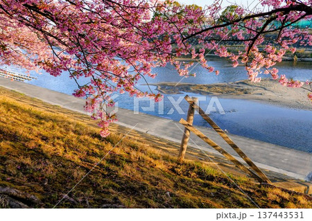川に映る河津桜 川に映る河津桜 137443531