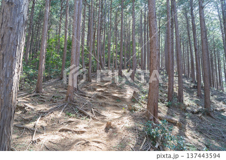高取山の登山道（越生町） 137443594
