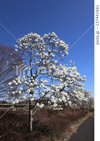 ≪神奈川県立秦野戸川公園≫ハクモクレンと青空 ≪神奈川県立秦野戸川公園≫ハクモクレンと青空 137443881