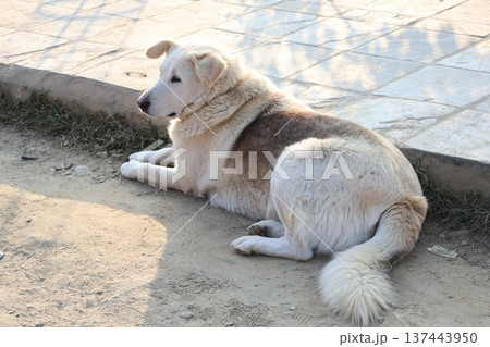 道の端に横たわる犬のいる風景 137443950