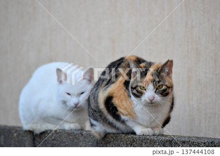 塀の上にいる猫 137444108
