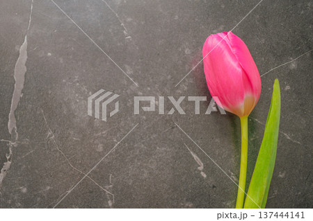 A single pink tulip on a dark marble background. Minimalist floral composition with dramatic lighting, silk texture, and large copy space for premium branding 137444141