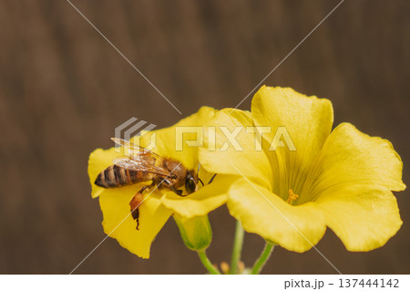 Honey bee collecting pollen on yellow Oxalis flower. Close-up of bee with pollen baskets on legs 137444142