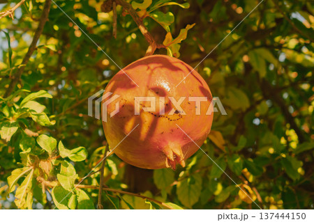 Beautiful single pomegranate fruit ready for harvest in a sunny mediterranean garden Beautiful single pomegranate fruit ready for harvest in a sunny mediterranean garden 137444150