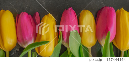 Wide panoramic header of yellow and pink tulips in a row on dark marble. Luxury floral banner with high contrast, dew drops, and ample space for website hero images Wide panoramic header of yellow and pink tulips in a row on dark marble. Luxury floral banner with high contrast, dew drops, and ample space for website hero images 137444164
