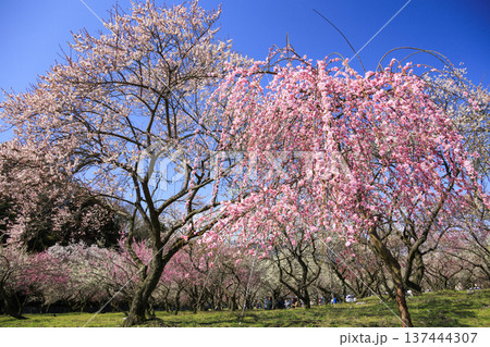 いなべ市梅林公園 満開の枝垂れ梅 いなべ市梅林公園 満開の枝垂れ梅 137444307