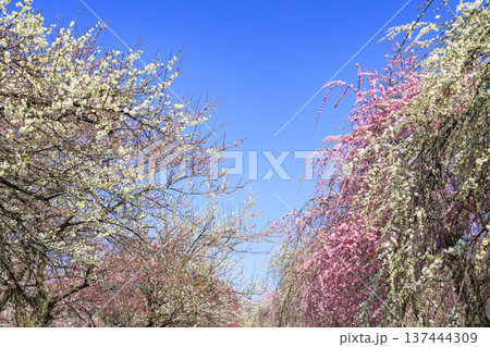 いなべ市梅林公園 　満開の枝垂れ梅 137444309