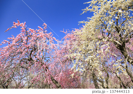 いなべ市梅林公園 満開の枝垂れ梅 いなべ市梅林公園 満開の枝垂れ梅 137444313