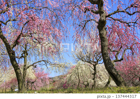 いなべ市梅林公園 　満開の枝垂れ梅 137444317