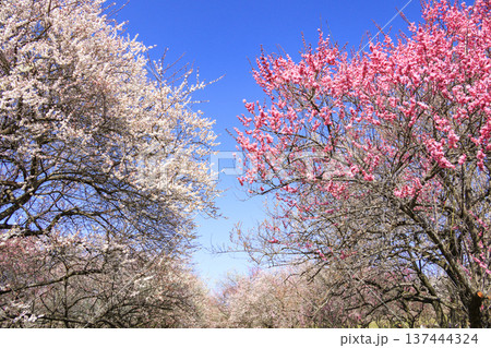 いなべ市梅林公園 満開の枝垂れ梅 いなべ市梅林公園 満開の枝垂れ梅 137444324