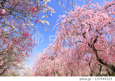 いなべ市梅林公園 　満開の枝垂れ梅 137444325