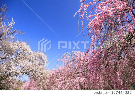 いなべ市梅林公園 満開の枝垂れ梅 いなべ市梅林公園 満開の枝垂れ梅 137444329