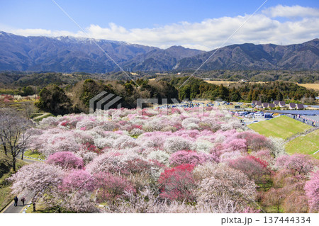 いなべ市梅林公園 　満開の枝垂れ梅 137444334